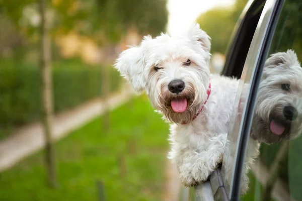 Puppy kijkt uit het autoraam — Stockfoto