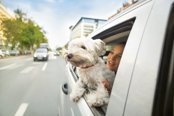 Hond Maltees zittend in een auto en op zoek via open venster — Stockfoto