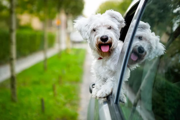 Maltańskie puppy patrząc przez okno samochodu — Zdjęcie stockowe