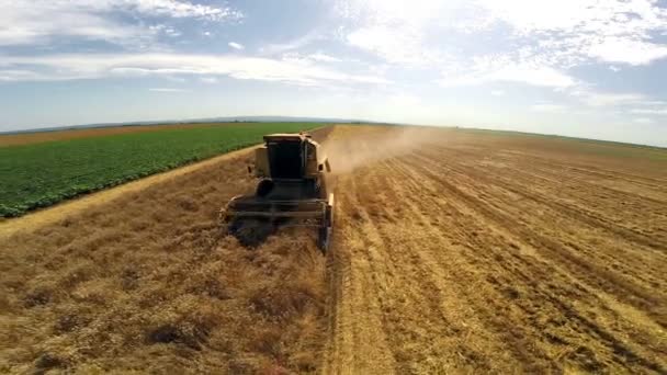 Luchtfoto vlucht over combineren de rijen gele tarwe oogsten — Stockvideo