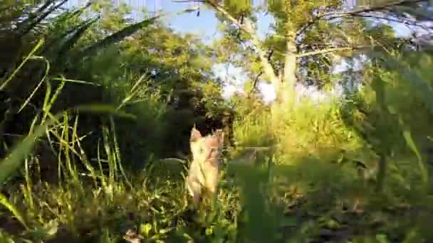 Drôle petit chat jouer chasse l 'caméra — Video