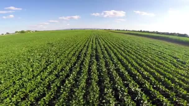 Aerial flight over soy plant field — Stock Video