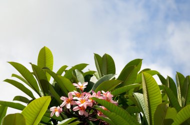 Frangipani bush