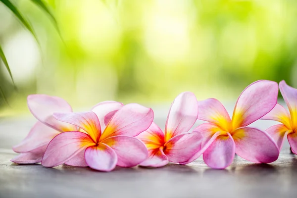 Frangipani tropical sobre mesa de madera para concepto de spa —  Fotos de Stock