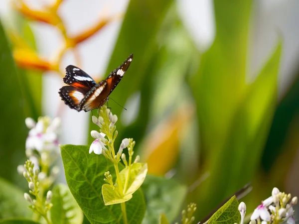 Bella farfalla maculata viola — Foto Stock