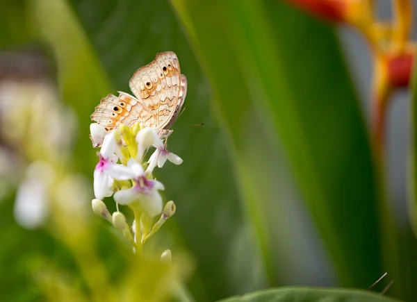 Elegante vlinder in de natuur — Stockfoto