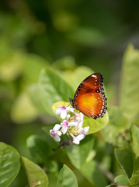 Butterfly voeden met een zomer bloem tegen groene achtergrond — Stockfoto