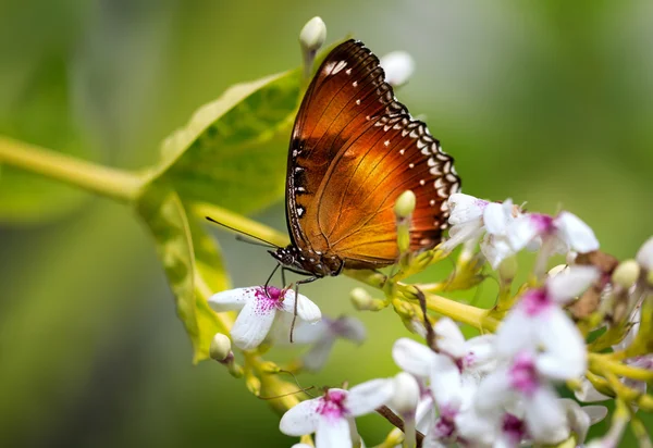 Gyönyörű pillangó állva virág — Stock Fotó