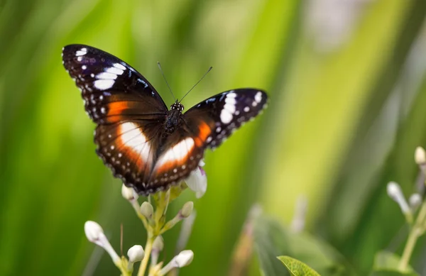 Met open vleugels Butterfly — Stockfoto