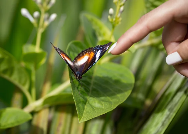 Zahmer Schmetterling genießt Verwöhnung — Stockfoto