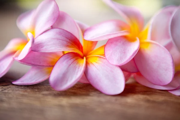 Close up of frangipani — Stock Photo, Image