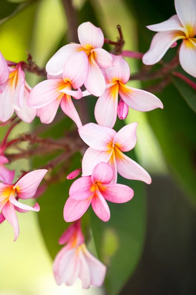 Contexto da flor tropical — Fotografia de Stock