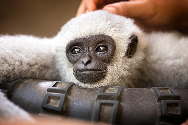 Mladá opice se těší, rozmazlování — Stock fotografie