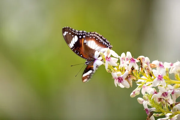 Niedlicher Schmetterling steht auf einem Ast — Stockfoto