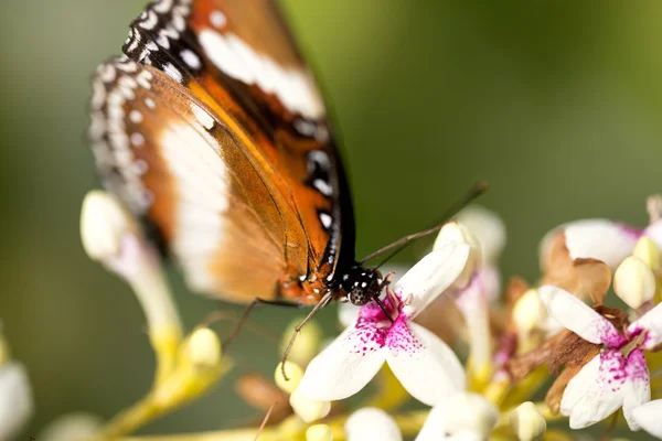 Fechar de borboleta — Fotografia de Stock