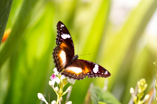 Borboleta colorida agradável — Fotografia de Stock