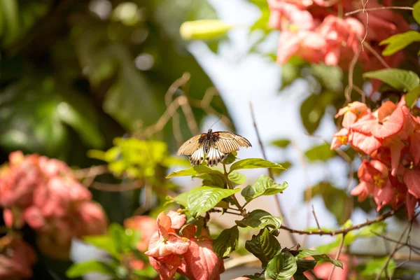 Borboleta voar através de flores — Fotografia de Stock