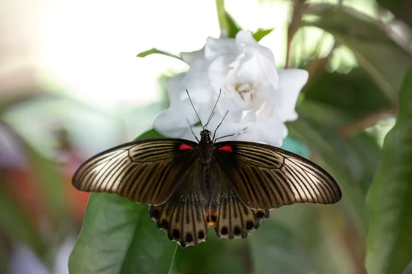 Schöner Schmetterling mit offenen Flügeln — Stockfoto