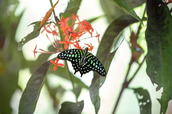 Wunderschöner farbiger Schmetterling — Stockfoto