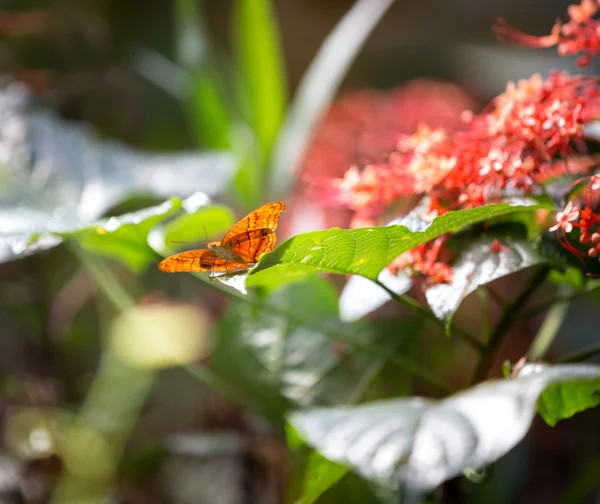 Farfalla in natura — Foto Stock