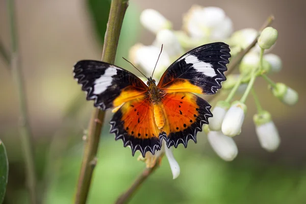 Gyönyörű pillangó — Stock Fotó