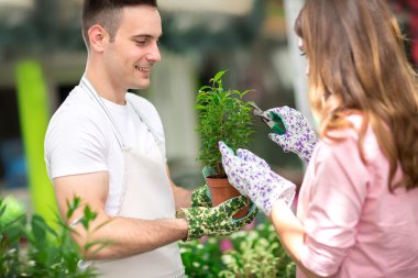 Pruning plants in greenhouse
