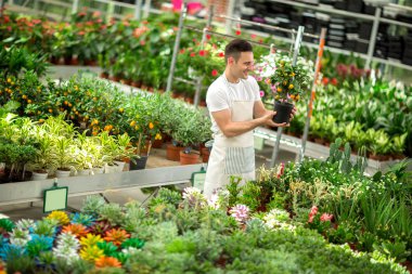Botanists holding cumquat