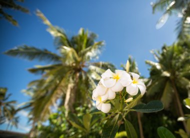 Beyaz tropikal frangipani çiçek 