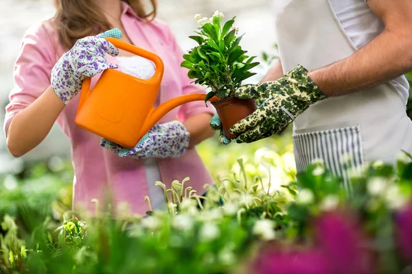 Riego de flores — Foto de Stock