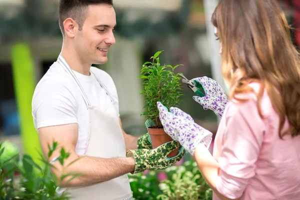 Pruning plants in greenhouse — 图库照片