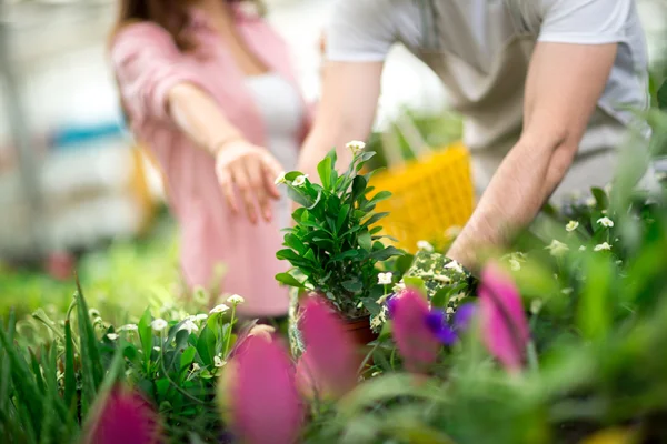 Choosing flowers in greenhouse — 图库照片