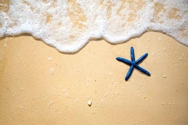 Blue starfish on the sandy coast — Stok fotoğraf