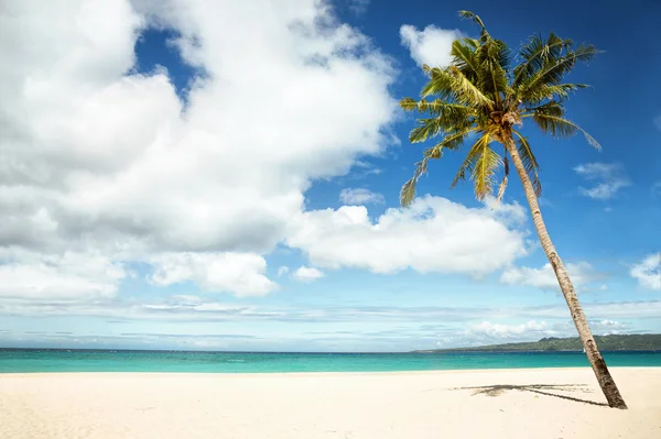 Empty tropical beach with palm — Φωτογραφία Αρχείου