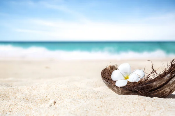 Cáscara de coco en la arena de una hermosa playa —  Fotos de Stock