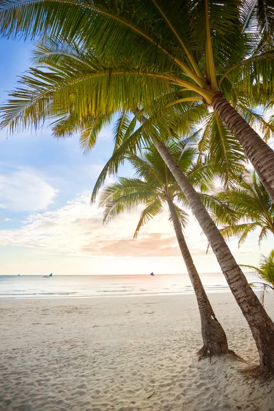 Palm and beach — Stock Photo, Image