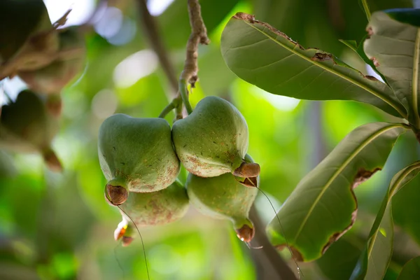 Fructe Barringtonia (Barringtonia asiatica) sau arborele de otravă de mare — Fotografie, imagine de stoc