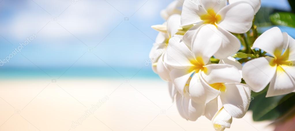 White tropical flower over beautiful beach 