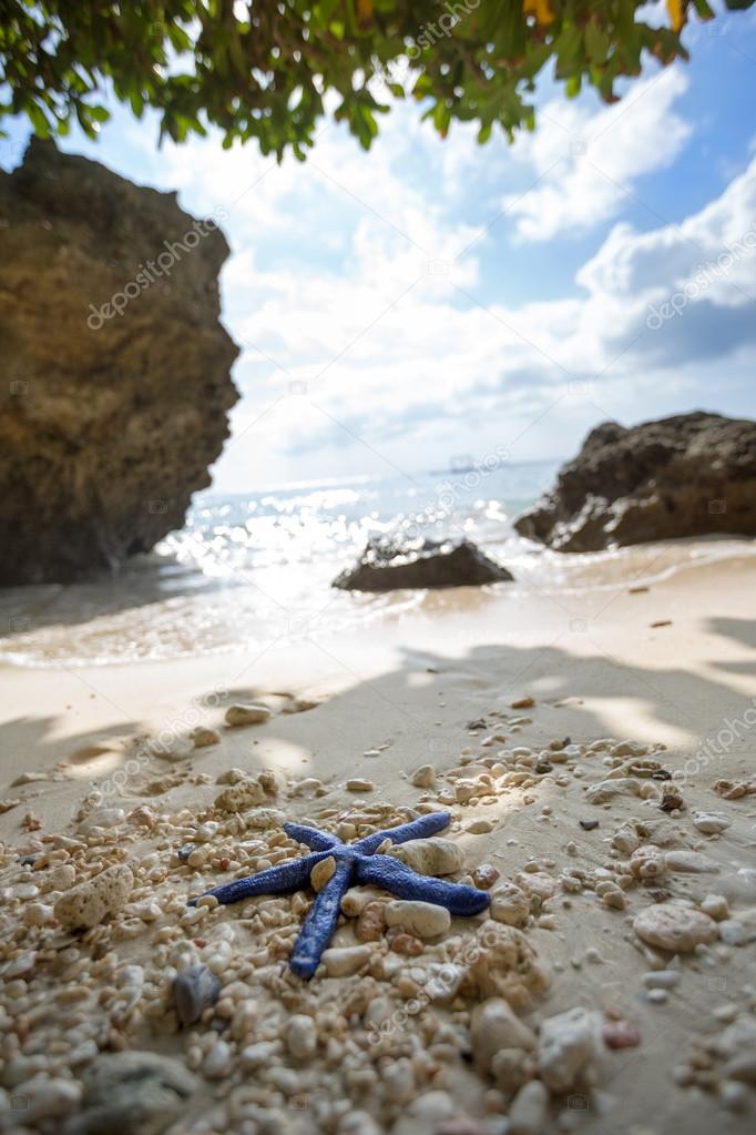 Starfish on beach 