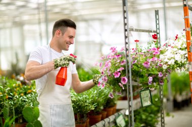 Watering flowers in greenhouse