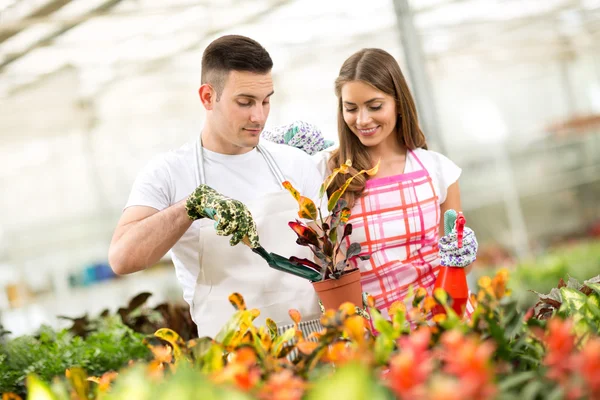 Planting and taking care of Croton plant in hothouse — Stockfoto