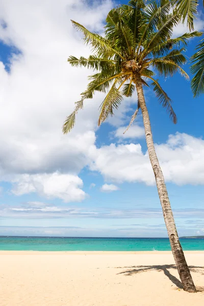Mar y palma de coco — Foto de Stock