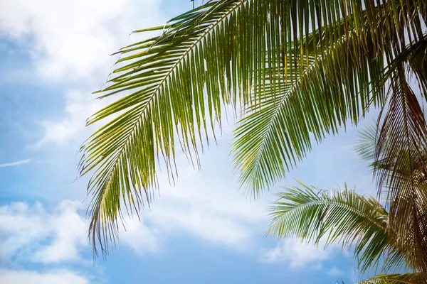 Пальмовые листья на голубом небе — стоковое фото