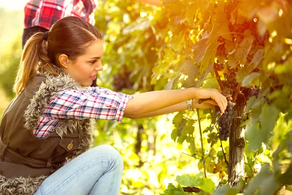 Woman harvesting the grape — Stock Photo, Image