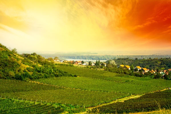 Vue sur vignoble — Photo