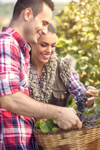 Couple picking grape vines — Stock Photo, Image