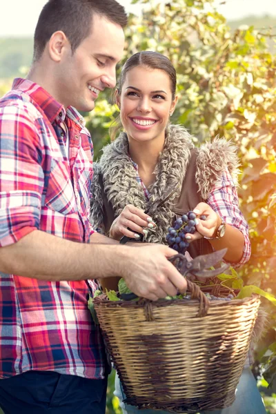 Çift bağ çalışma