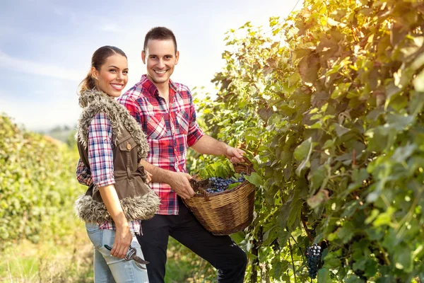 Couple harvesting grapes — Stock Photo, Image