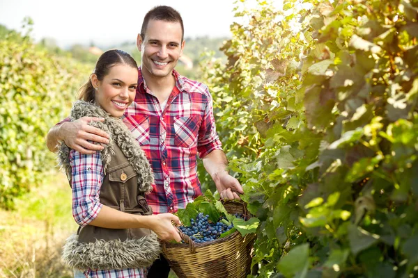 Cheerful winegrowers — Stock Photo, Image