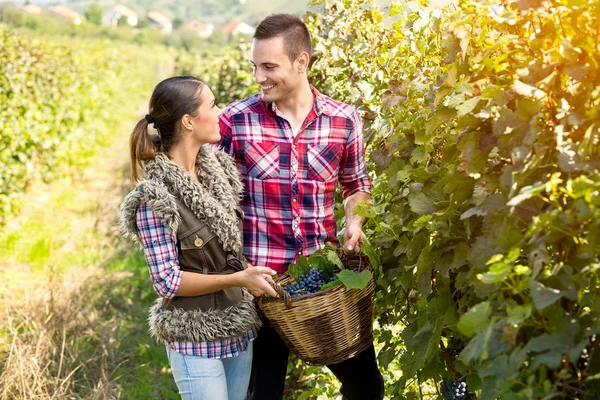 Casal apaixonado juntos uvas colhidas — Fotografia de Stock