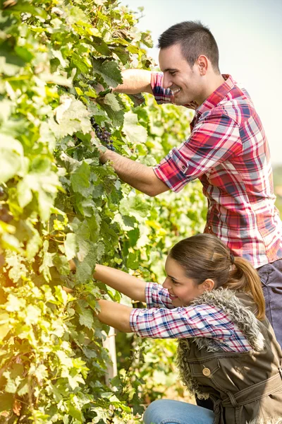 Harvesting grapes — Stock Photo, Image